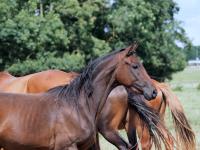 Vente de cheval : MAZIKIN DES MEULIRES