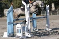Vente de poney