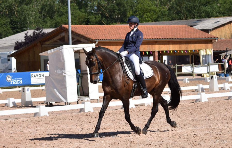 Vente de cheval : Brandi