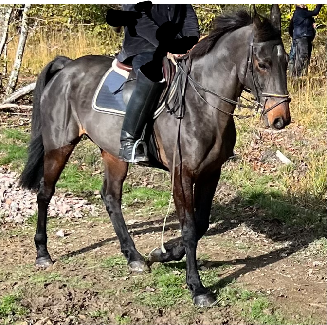 CHEVAL d