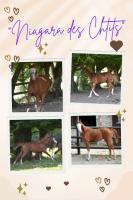 Vente de cheval : Dapsence Stphanie