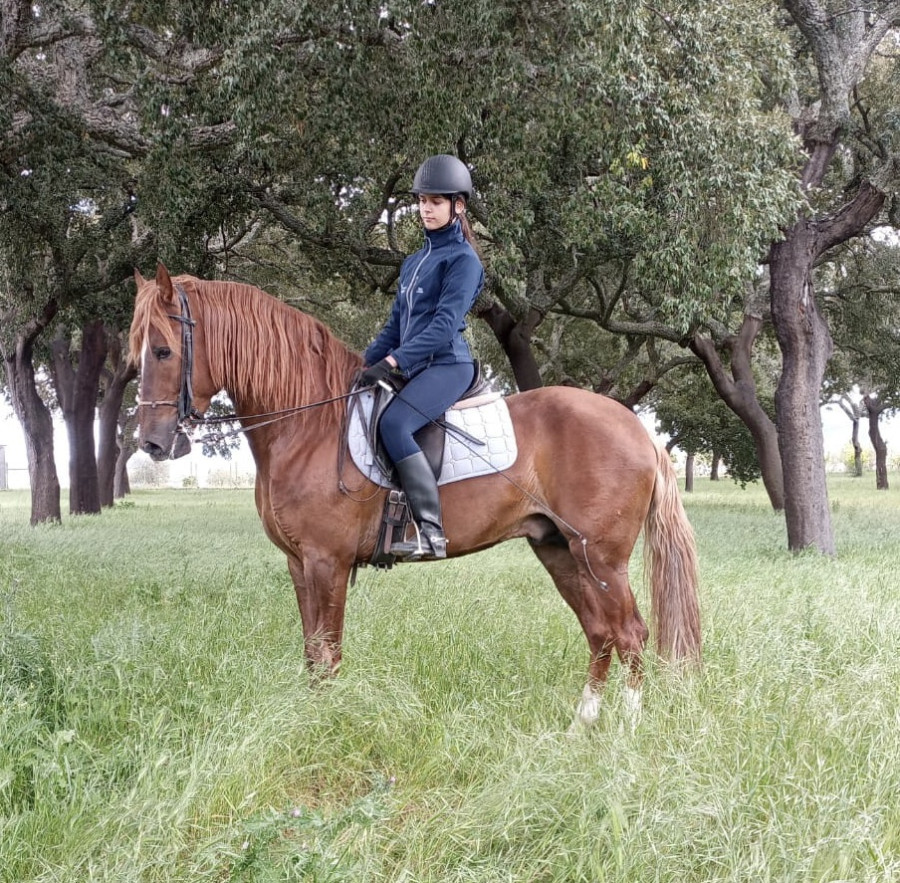 VEND ETALON CHEVAL LUSITANIEN