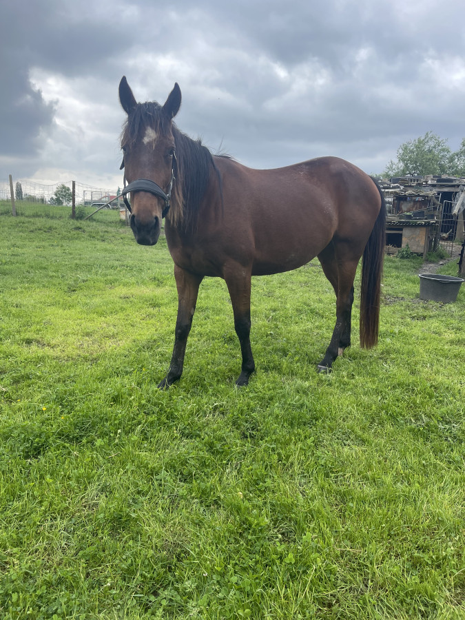 Vente de cheval : Janou 
