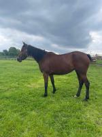 Vente de cheval : janou 