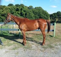 Vente de cheval : Indcis