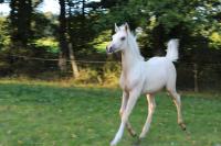 Vente de cheval : Pandore Edhellen