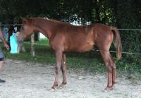Vente de cheval : Ohara Edhellen