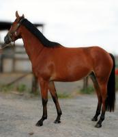 Vente de cheval : Quiriana du Stiquot