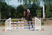 Vente de cheval : Gousko du Stiquot