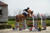 Vente de cheval : Frivole Des Grezils 