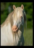 Vente de cheval : Bhaiti jed