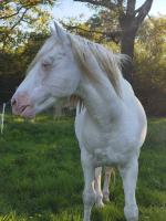 Vente de cheval : Bhaiti