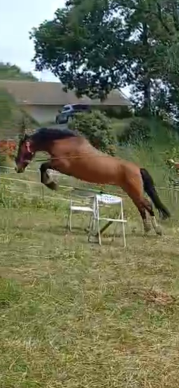 Vente de cheval : voltige 