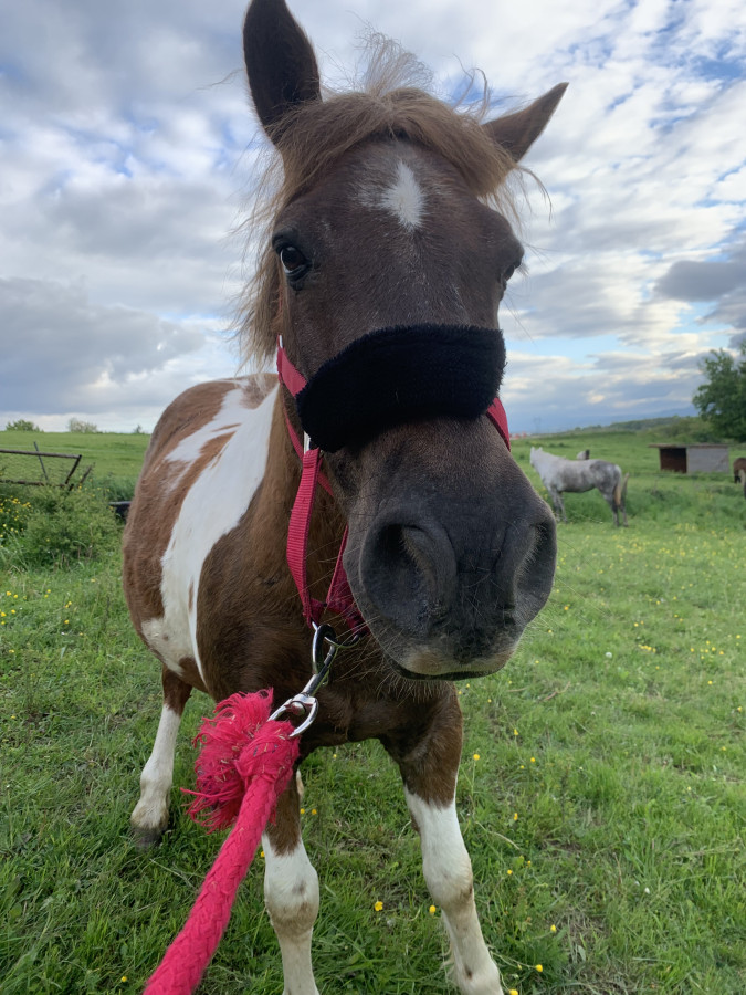 Vente de cheval : Tartufe 