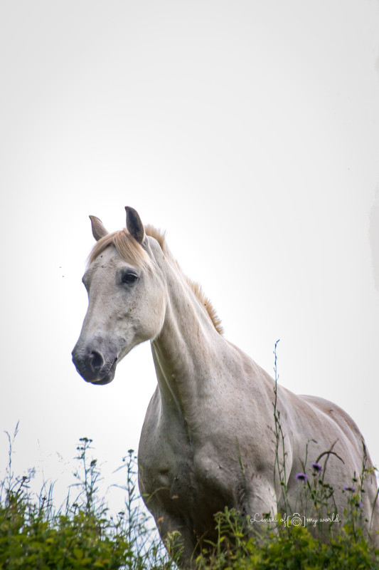 Vente de cheval : Ral alias Amour 
