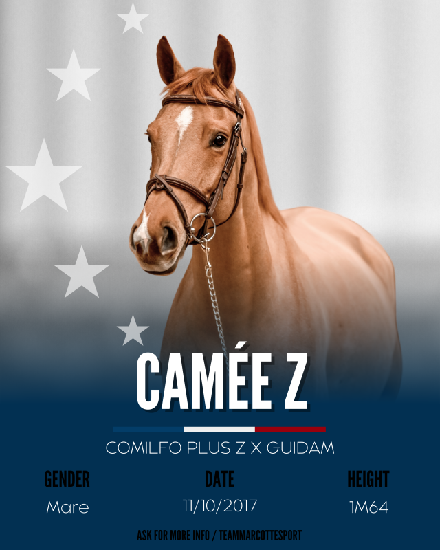 Vente de cheval : Came Z