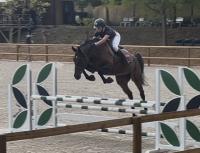Vente de cheval : RUDY BW