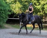 Vente de cheval : Black 