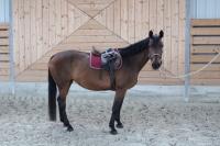 Vente de cheval : Granie de la Joux 