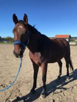 Vente de cheval : Hawaii de la Joux 