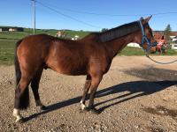 Vente de cheval : Darwin de la joux 