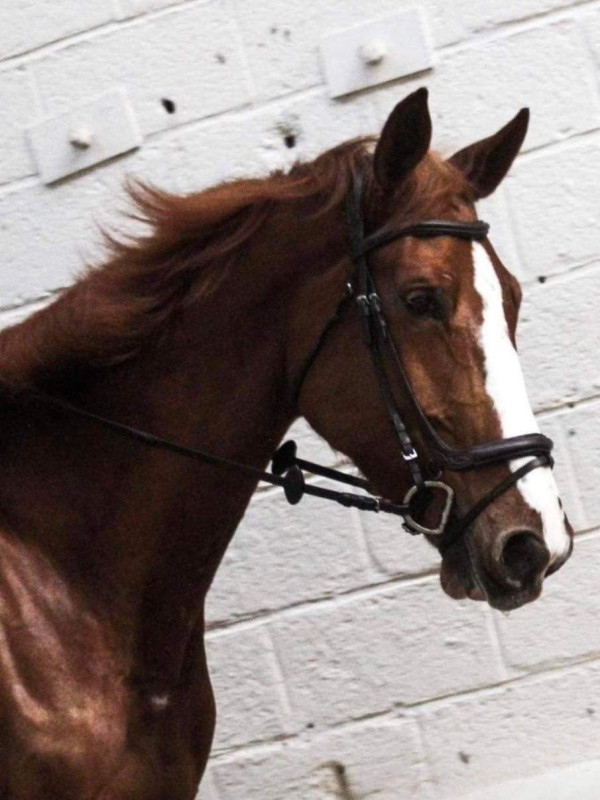 Vente de cheval : Heraztina z