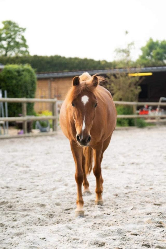 Vente de poney