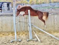 Vente de cheval : khaleesi chic