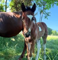 Vente de cheval : Punky