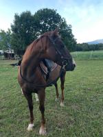 Vente de cheval : Divine