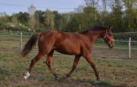 Vente de cheval : LAGERTHA ONE