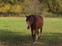 cheval trotteur a vendre pas cher