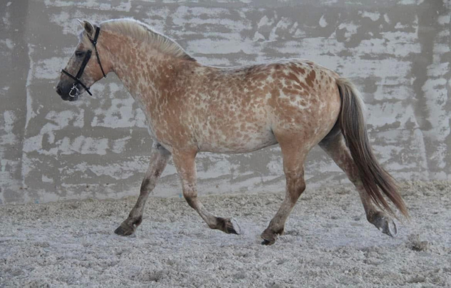 Demi pension cheval Autre