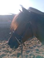 Vente de cheval : jardel