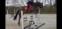 Vente de cheval : Novatina 