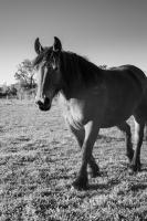 Vente de cheval : Hilda