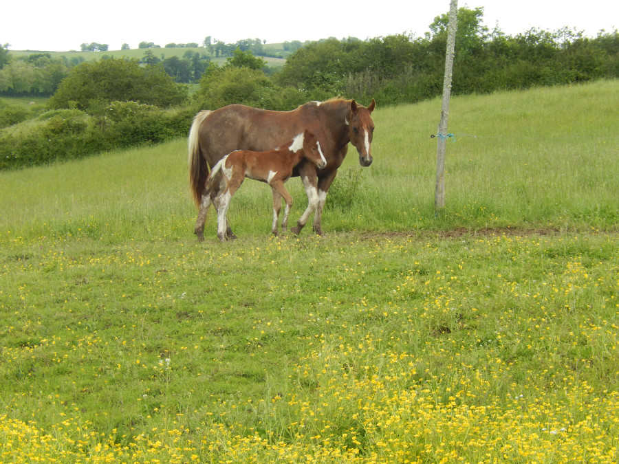 Vente de cheval : OSLO
