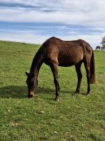 Vente de cheval : Louiza de Ferivel