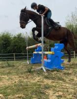Vente de cheval : Alria du capr 