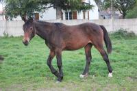 Vente de cheval : Manzana des Traezh