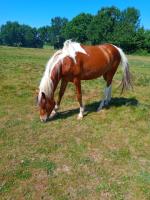 Vente de cheval : Kweenie 