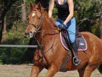 Vente de cheval : Pontevedra