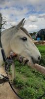 Vente de cheval : DONATELLA DE LA GESSE