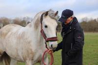 Vente de cheval : DONATELLA DE LA GESSE