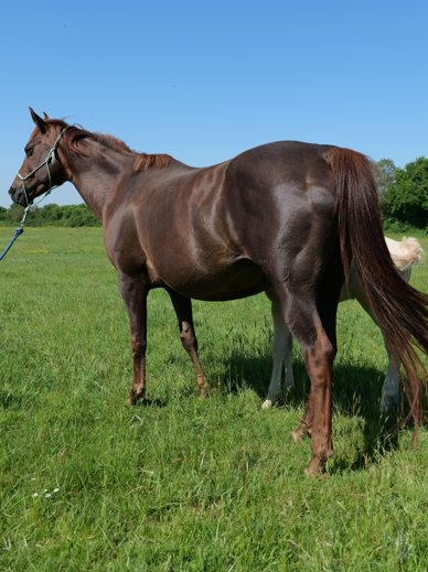 Vente de cheval : Stormy du TR
