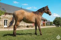 Vente de cheval : Wyoming du TR