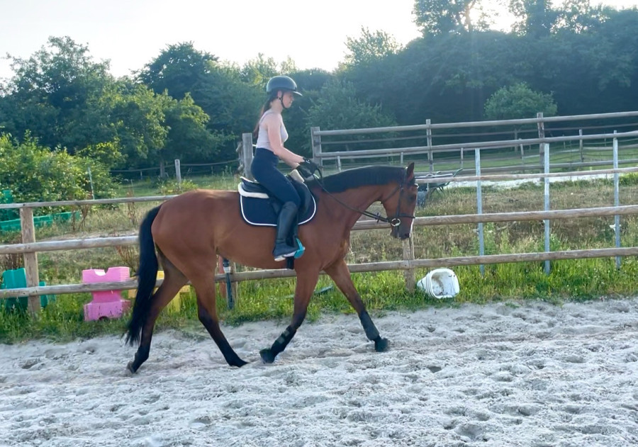 Vente de cheval : Indiga Dream 