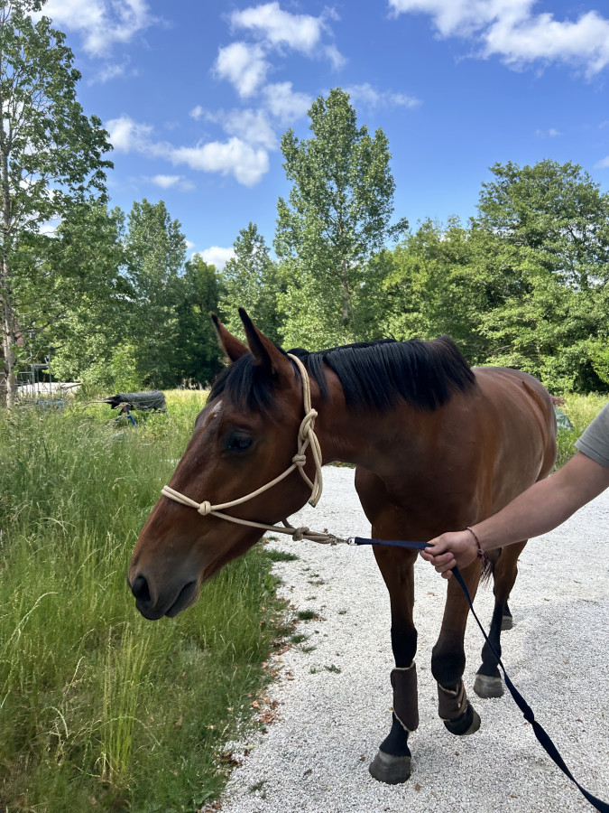 Vente de cheval : Menadel 