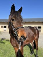 Vente de cheval : Make Us Win