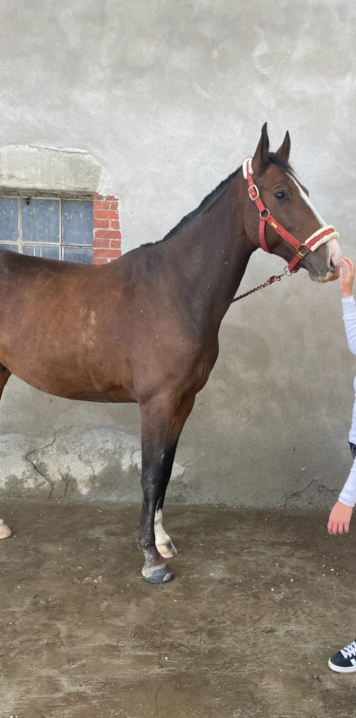 Vente de cheval : Idal 